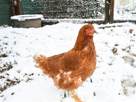 care  chickens  winter  simple  essential tips
