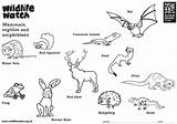 Colouring Mammals Reptiles Amphibians Scottish Wild Wildlife Go sketch template