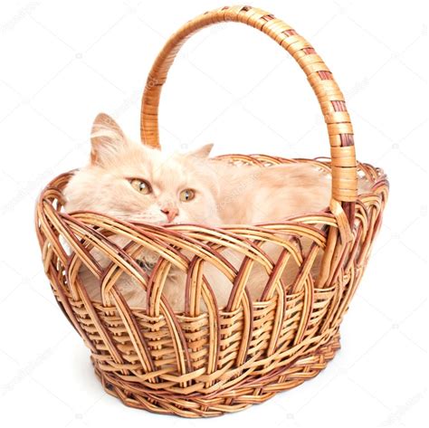 cat   basket stock photo  ksena