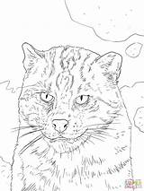 Coloring Cat Fishing Portrait Pages Drawing sketch template