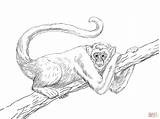 Coloring Monkey Pages Realistic Spider Muriqui Draw Chimpanzee Mono Para Colorear Drawing Easy Monkeys Printable Step Imagenes Arana Library Skip sketch template