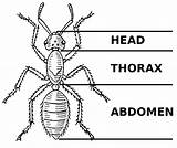 Ants Colonies Thorax Abdomen Kindergarten Wehavekids Segments Colony Bugs Inspect sketch template