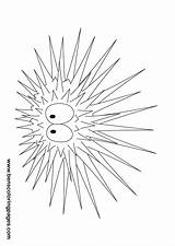 Urchin Sea Drawing Coloring Urchins Pages Color Getdrawings Kids Template sketch template