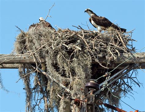 bird nests variety  key   worlds avian architects smithsonian insider