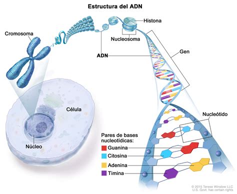 Anatomía Y Funciones De Los Cromosomas
