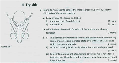 119 sex hormones biology notes for igcse 2014