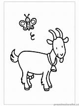 Goat Coloring Printable Primary sketch template