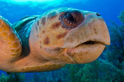 sea turtles  call  conservation sailors   sea