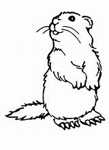 Groundhog Woodchuck Murmeltier Zum Hog Groundhogs Colorear Pradera Perritos Ausmalen Getdrawings Rodent Printcolorfun sketch template