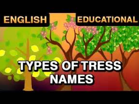 types  tress   names kids educational video lehren kids