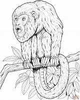 Monkey Howler Realistic Tamarin Scimmie Monkeys Tamarind Stampare Scimmia Coloringhome Fresco Designlooter Supercoloring Book 78kb 2134 sketch template