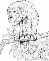 Monkey Coloring Pages Tree Howler Tamarin Monkeys Realistic Color Printable Primate Online Comments Sitting 2134 78kb sketch template