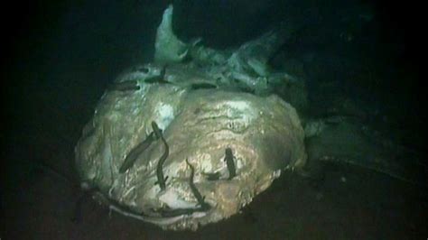 Deep Sea Graveyard Reveals Fate Of Dead Ocean Giants Bbc News