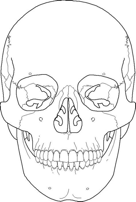 skull anatomy coloring pages  getcoloringscom  printable