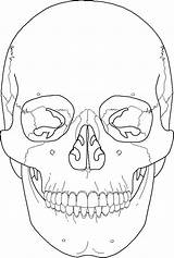 Skull Anatomy Coloring Pages Drawing Skulls Outline Skeleton Line Human Bones Color Colouring Easy Rose Printable Gangster Getdrawings Getcolorings Print sketch template