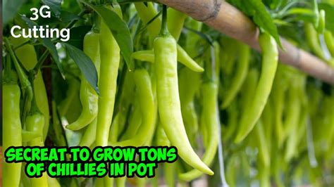 grow chilli pepper  home complete guide   days updates