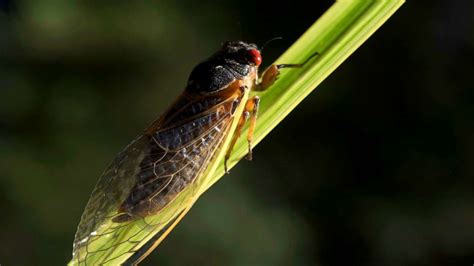 millions  cicadas  emerge  parts    st time   years