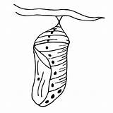 Pupa Chrysalis Clipart Coloring Pages Butterfly Cocoon Colouring Kids Cycle Life Eggs Cliparts Insect Di Worksheets Clipground Library Growth Collection sketch template