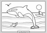 Coloring Orca sketch template