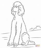 Poodle Coloring Pages Dog Dogs Poodles Printable Standard Drawing Sitting Para Caniche Color Dibujo Toy Print Desenhos Perros Colorir Cachorros sketch template