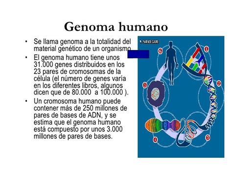 Imagen Relacionada Genoma Humano Secuencia De Adn Humanidad