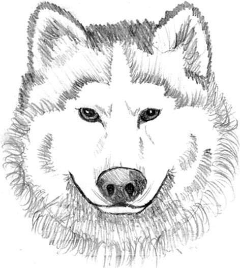 printable wolf coloring pages printable blank world