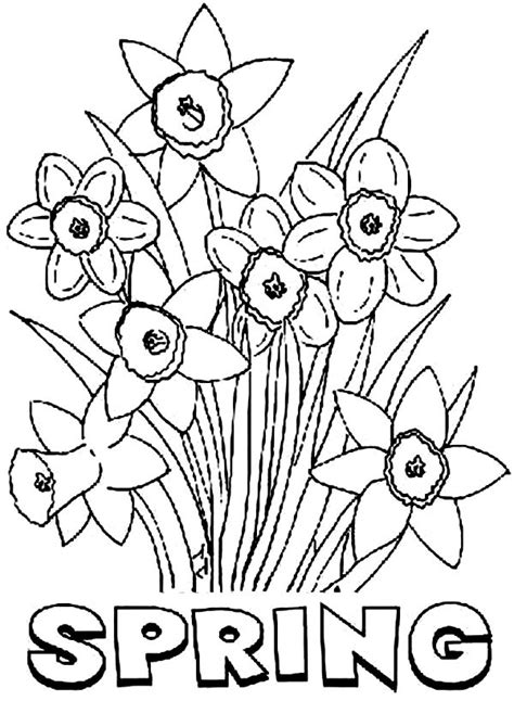 spring flower daffodil coloring page kids play color