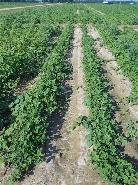 Weed Control Images Nc State Extension