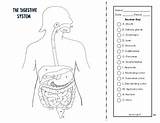 System Digestive Excretory Coloring sketch template