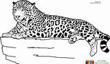 Jaguar Ausmalbilder Tiere Ausmalbild Cheetah Malen Ausmalbildertv Onlycoloringpages sketch template