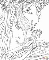 Coloring Pages Printable Ocean Adult Colouring Seahorse Adults Summer Color Kids Sheets Seahorses Print Sea Drawing Seepferdchen Babies Baby Seascape sketch template