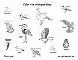 Birds Rhode Island State Coloring Arkansas Ontario Amphibians Mammals Habitats Indiana Reptiles Vermont Ohio Michigan Maryland Canadian York Exploringnature Canada sketch template