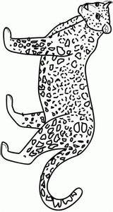 Jachtluipaard Felini Colorir Leopardo Kleurplaten Cheetah Giaguaro Colorat Kleurplaat Gepard Stampare Animale Tigri Leopardos Guepard Pintada Ghepardi Planse Mewarnai Citah sketch template
