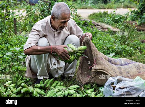 A Middle Aged Nepalese Farmer Traditionally Packing Bananas Editorial