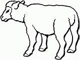 Sheep Mewarnai Ovejas Kolorowanki Hewan Domba Pecore Druku Realistic Owce Lucu Gregge Qurban Kartun Kurban Presepe Sapi Kolorowanka Pecora Kambing sketch template