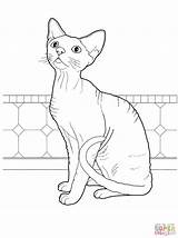 Coloring Devon Rex Pages Supercoloring Printable Paper Drawing sketch template