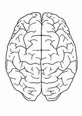 Cerebro Humano Escuela Publica sketch template