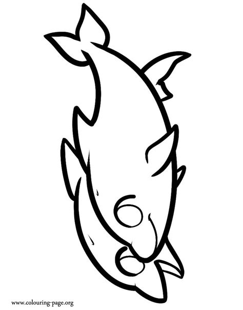 baby dolphin coloring pages    clipartmag