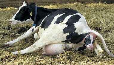 calving  cows jaguza farm support