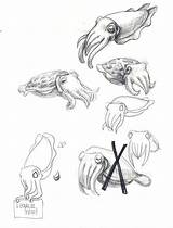 Flamboyant Cuttlefish Fish sketch template