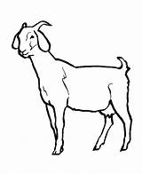 Goat Coloring Kids Pages Azcoloring Animal sketch template