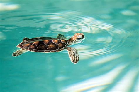 cute endangered baby turtle maui ocean center