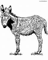 Coloring Pages Donkey Visit sketch template