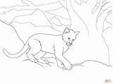 Cougar Coloring Cub Pages Printable Color Drawing Skip Main Getcolorings Categories sketch template