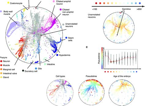 analysis   elegans cell atlas  poincare map  rotation   scientific