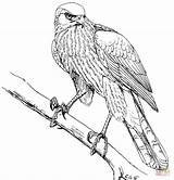 Coloring Hawk Falcon Red Hawks Pages Drawing Printable Birds Cooper Sparrowhawk Prey Tail Clipart Tailed Coopers Color Bird Drawings Peregrine sketch template