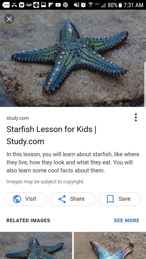 pin  linda williams  starfish lessons  kids fun facts lesson