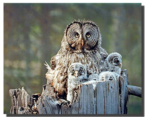 great grey owl family poster animal posters bird posters