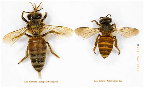 Asian Honey Bee Alert Nt Gov Au