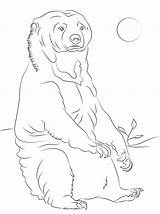 Oso Malayo Sentado Osos Malvorlagen Baren Pages Grizzly Descripción Dibujosonline Pintar sketch template